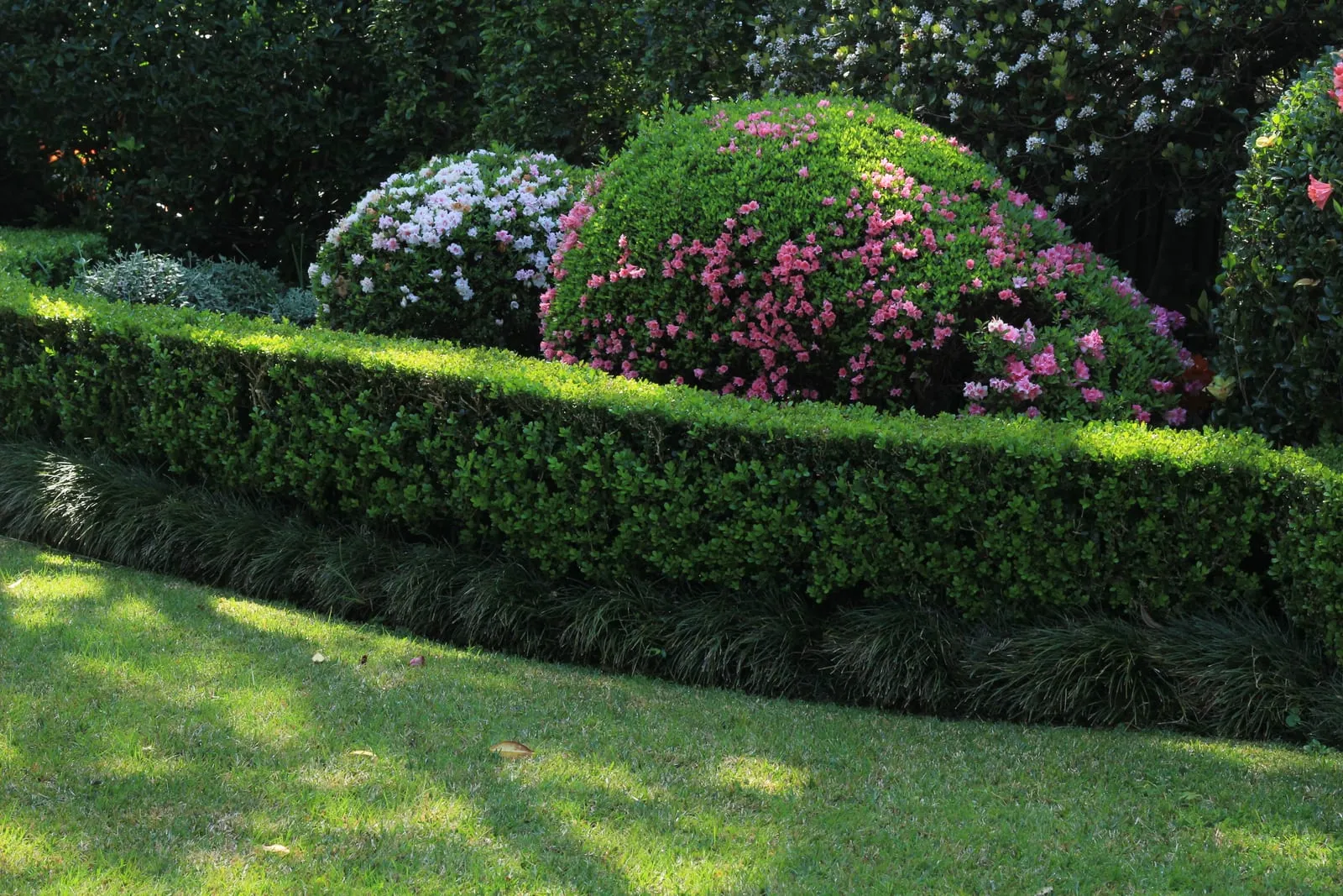 Clipped azalea domes in pink flower behind a low buxus hedge