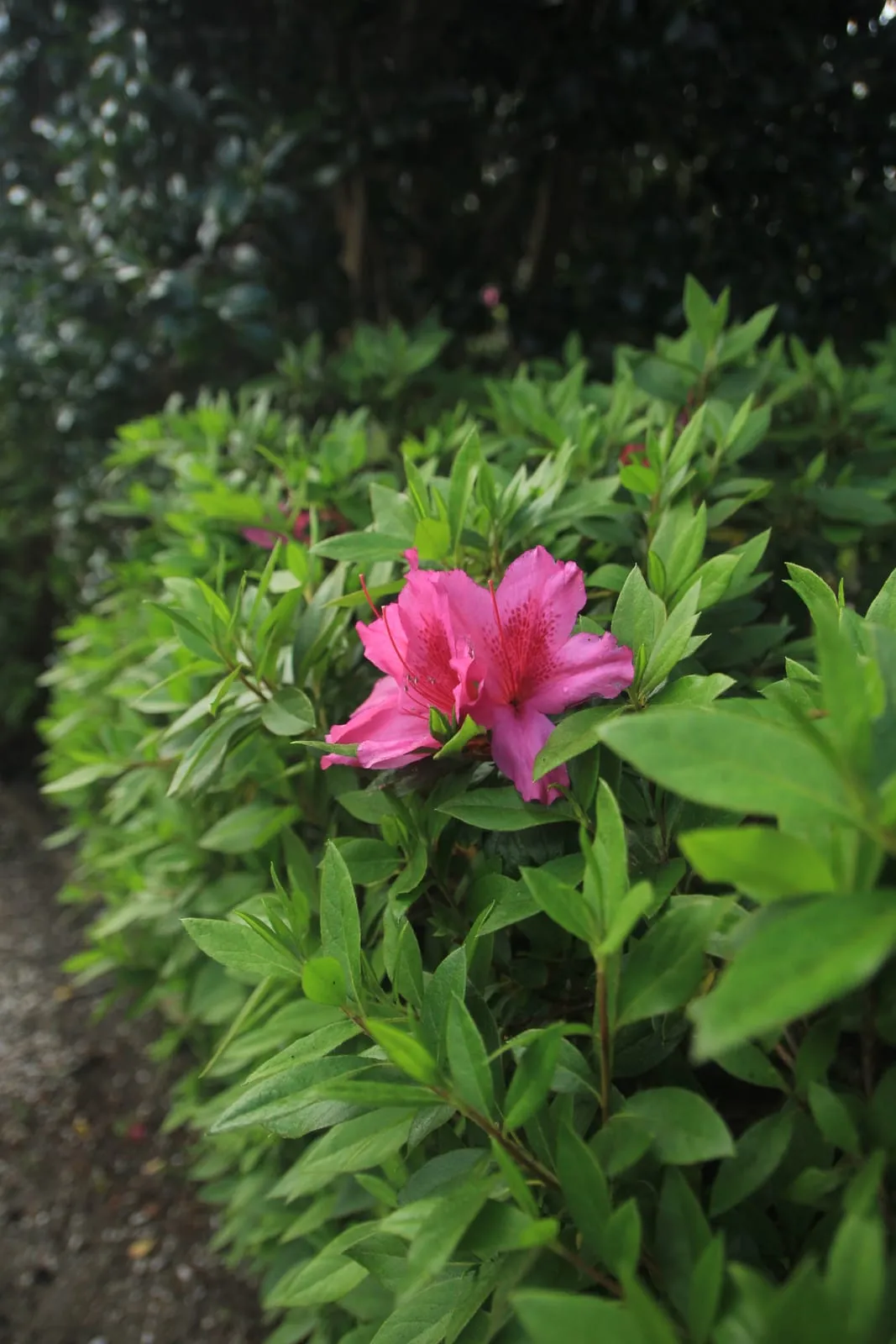 A single deep pink azalea flower opening ahead of the rest of the bush