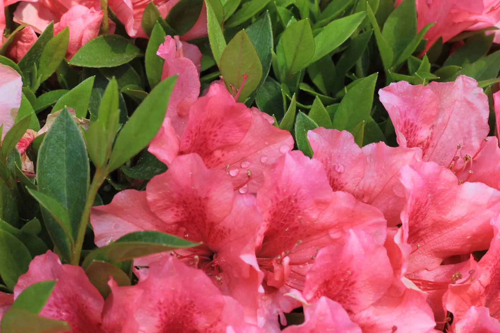 Close detail of coral-pink azalea flowers opening among glossy green leaves