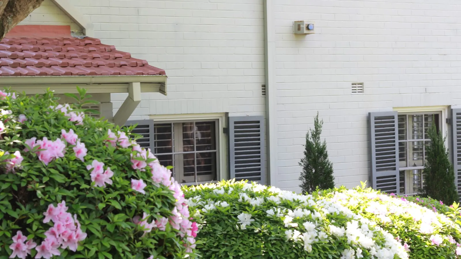 Azaleas flowering against the front of a white painted house with shuttered windows