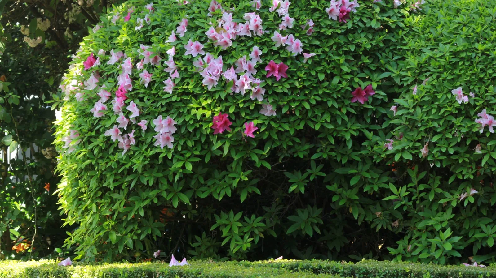 A clipped azalea dome flowering in lilac and pink, its shape held tight by regular trimming