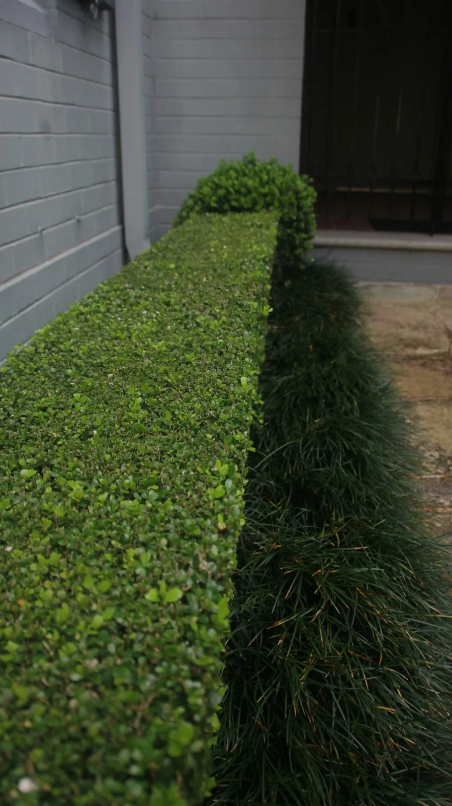 A dense clipped hedge running along a wall beside a paved path