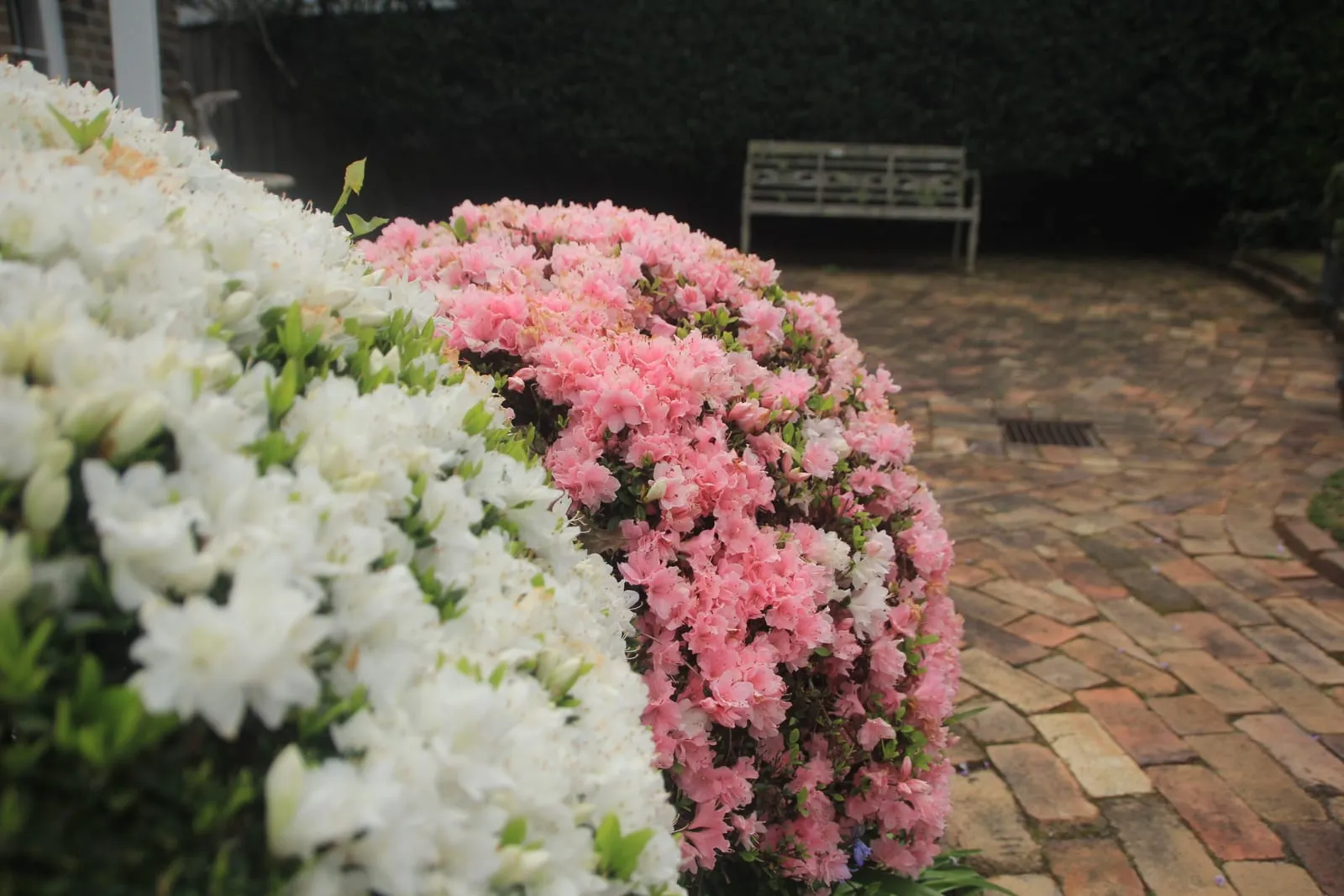A mass of white azaleas flowering beside a mass of coral pink azaleas along a brick path